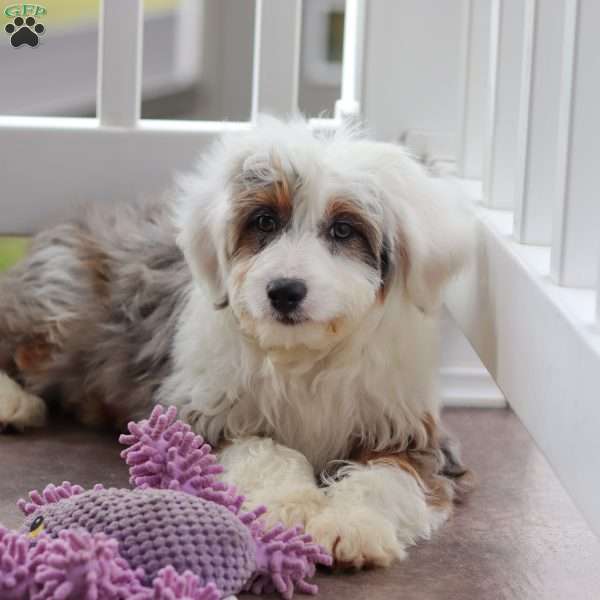 Belle, Mini Aussiedoodle Puppy